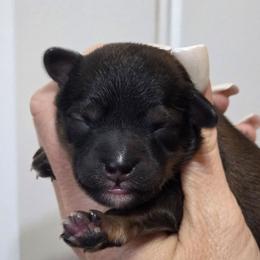 Brindle Boy - Brindle male Shihpoo puppy in Vernon, Texas from Sugarland's Texas Goldendoodles