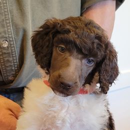 Poodle Puppies from Chapel Hill Poodles