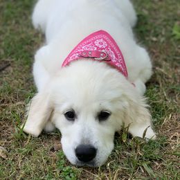 Golden Retrievers from Lagniappe Goldens