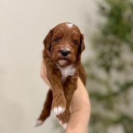Churro boy - Red  male Goldendoodle puppy in Rio Linda, California from Plush Doodles