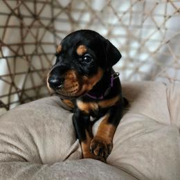 Lyra (purple) - Black and rust female Doberman Pinscher puppy in Hamilton, Ohio from Little Dragon Dobermans