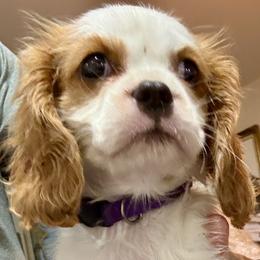 Mocha - Blenheim female Cavalier King Charles Spaniel puppy in Santa Rosa, California from George's Cavalier King Charles Spaniels
