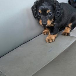Peyton - Black and tan female Dachshund puppy in Brooksville, Florida from Ween Acres