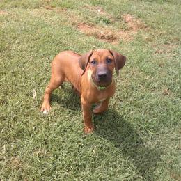 Blair - Rd whtn blk nose female Rhodesian Ridgeback puppy in Carney, Oklahoma from River Run Parson Russell terriers & River Run Ridgebacks