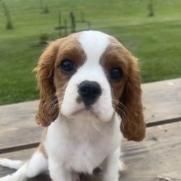 Cavalier King Charles Spaniel Puppies from Good Hope Cavaliers