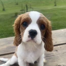 Cavalier King Charles Spaniel Puppies from Good Hope Cavaliers