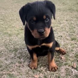 Girl 2 - Rottweiler puppy in Georgia from Mottled Creek Farm