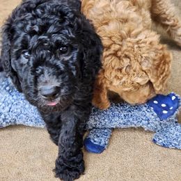 Goldendoodle Puppies from Hadie's Doodles