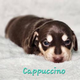 Cappuccino - Chocolate and tan female Dachshund puppy in Mount Sherman, Kentucky from Kaleidoscope Dachshunds and Whippets