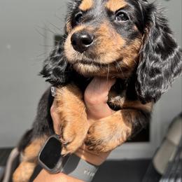 Mr. Green - Black and tan male Dachshund puppy in Miami, Florida from Maitime Dachshund