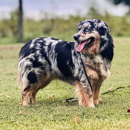 Sista - Miniature Australian Shepherd