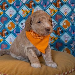 Copper - Parti male Goldendoodle puppy in Rocklin, California from FurEver Yours Goldendoodles