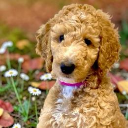 Ellie - Apricot female Poodle puppy in Ocala, Florida from Happy Hill Poodle