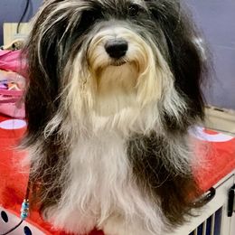 Havanese All Grown Up from Jacqueline Carney