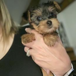 Yorkshire Terrier Puppies from Exquisite Yorkies