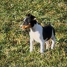 Fem 4 - Black white and tan female Rat Terrier puppy in Denver, Colorado from K2 RAT TERRIERS (COLORADO)