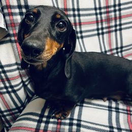 Anna - Dachshund