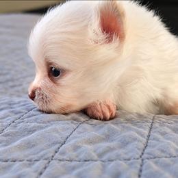 Tiny - White male Pomeranian puppy in Newport News, Virginia from Itty Bitty Poms