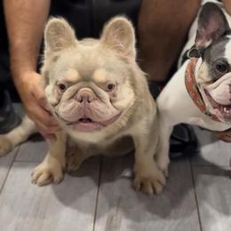 French Bulldog All Grown Up from cgo