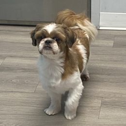 Cookie - Shih Tzu