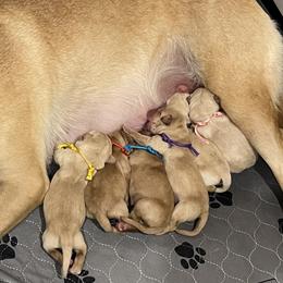 Labrador Retriever puppies from Hunter Mill Retrievers, LLC