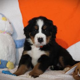 Bernese Mountain Dog and Golden Retriever Puppies from Colson Kennels