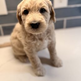 Cupcake - Cream female Goldendoodle puppy in Silverdale, Washington from King Family Doodles