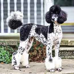 Harper - Poodle