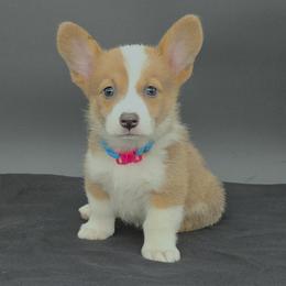 German Shepherd and Pembroke Welsh Corgi Puppies from J&R Shepherds & Corgis