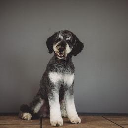 Wrangler - Poodle