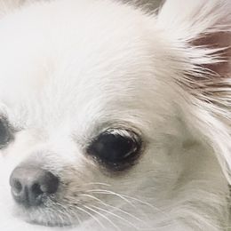 Chihuahuas from Ivory Jewel Chihuahuas
