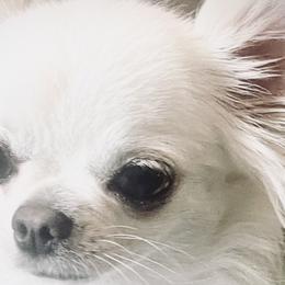 Chihuahuas from Ivory Jewel Chihuahuas