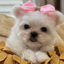 Maltese from Selene's Maltese