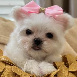 Maltese from Selene's Maltese