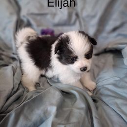 Elijah - Black parti male Pomeranian puppy in Sandia, Texas from Broken Arrow Poms