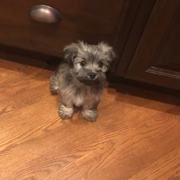 "Past pup" Havanese Puppies from Hillsong Havanese
