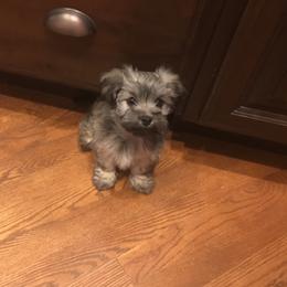 "Past pup" Havanese Puppies from Hillsong Havanese