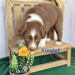 Kinglet - Red & white male Miniature Australian Shepherd puppy in Chino Valley, Arizona from BlueZion Aussies
