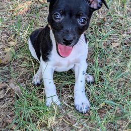 Pink collar girl - Black tan and white female American Hairless Terrier puppy in Denton, Texas from Distinct American Hairless Terriers