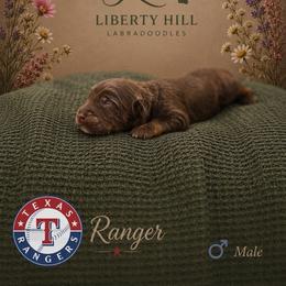 Ranger - Chocolate male Australian Labradoodle puppy in Denton, Texas from Liberty Hill Labradoodles