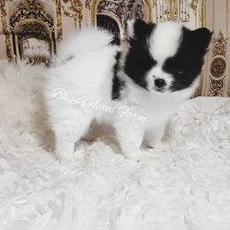 Chihuahua and Pomeranian Puppies from Bliss Acres Farm