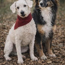 Toy Australian Shepherd puppies from Kristy’s Kennels