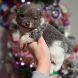 Blue parti male - Blue parti male Pomeranian puppy in Brighton, Colorado from POMS OF CBBK