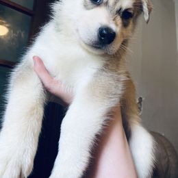 Siberian Husky Puppies from Dances With Huskies