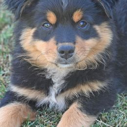 Miniature Australian Shepherds from Coleman’s Country Aussies
