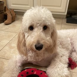 Callie  - Goldendoodle