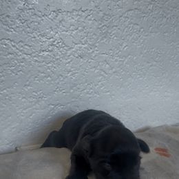 Girl 2 - Black female Miniature Schnauzer puppy in Seagoville, Texas from JC miniature schnauzers