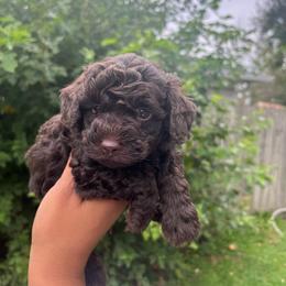 Kobe - Brown male Poodle puppy in Matteson, Illinois from Poudelisse Puppy Studio