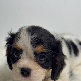 Bella - Tri-color female Cavalier King Charles Spaniel puppy in Miami, Florida from Maria's Pups