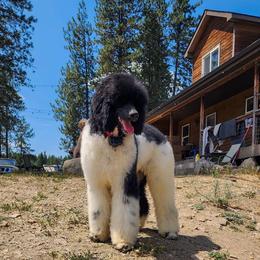 Charm - Parti male Poodle puppy in Springfield, Oregon from Valaurah Farms